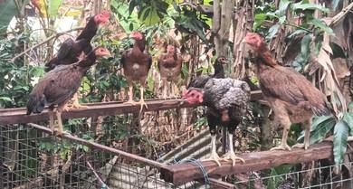 ayam
