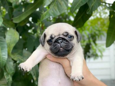 Pug