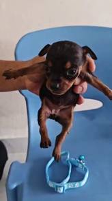 Pure! Mini Pinscher Puppy Female 0205A