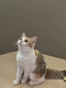 British short hair calico kitten 