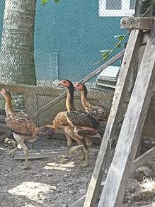ayam saigon