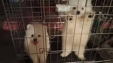 pomeranian 博美