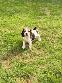 Tricolour male Beagle puppy