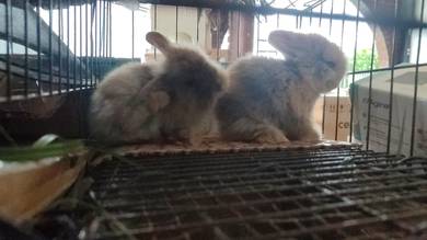 arnab lionhead comel