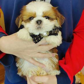 Shih Tzu