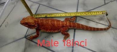 bearded dragon