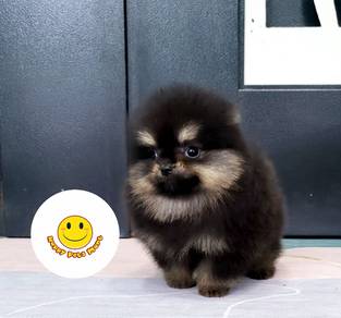 PP4000 Pomeranian thick haired Black Tan color