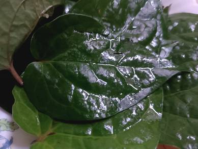 daun sireh