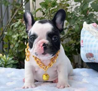 FRENCH BULLDOG PUPPIES 🌻A179 Cow Pattern New