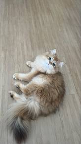 british longhair