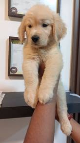Golden retriever 