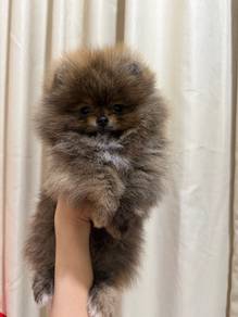 small size pomeranian