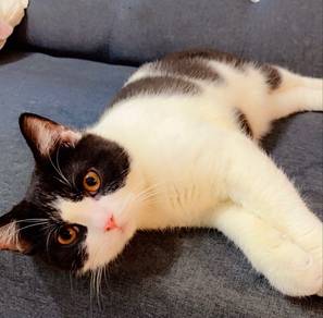 BSH bicolor