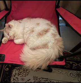 kucing parsi dewasa untuk dijual