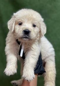 Golden Retriever puppies 16