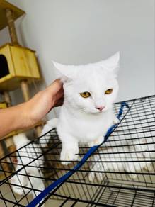 Male BSH Standard Munchkin Kitten