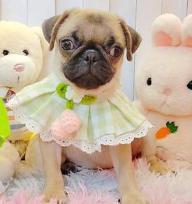 Pug