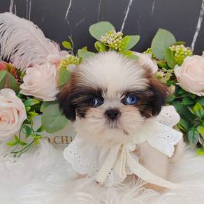 Shih Tzu