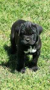 QQQ5000 Cane Corso black big paws puppy