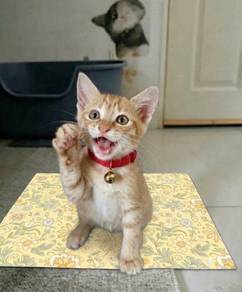 Kitty Ginger Adoption Ipoh