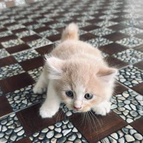 Anak Kucing Warna Krim ( Lemon )