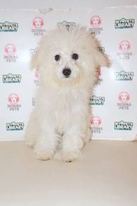 z12 Adorable Poochon Puppy