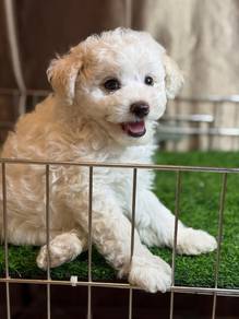 white maltipoo @