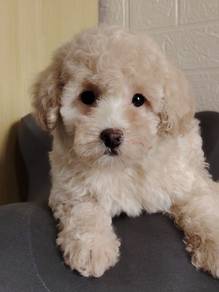 Miniature poodle