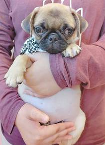 Pug