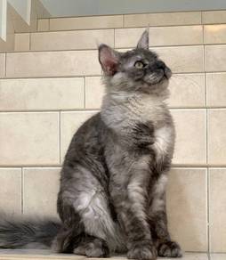 Maincoon black smoke