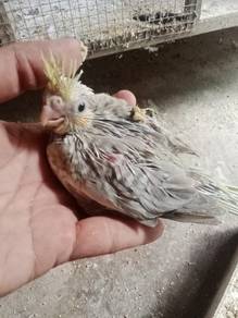 Anak suap cocktiel