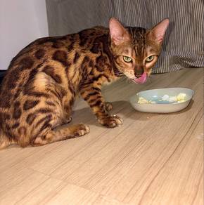 kucing bengal