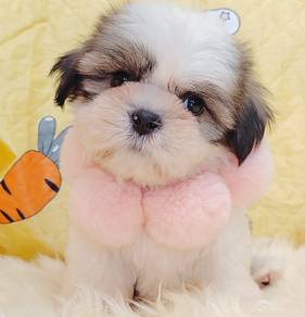 Shih Tzu