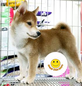 A500 Shiba Inu brown orange haired puppy dog
