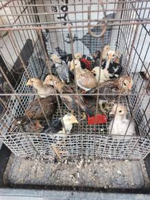 Anak Ayam kg ori