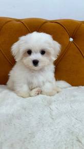Maltipoo puppies quality