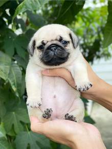 Pug