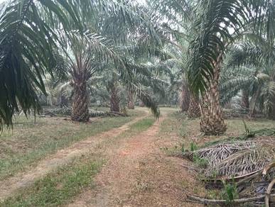 Agricultural Land in Kluang, JHR