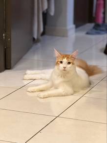 Mainecoon cfa cert