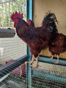 Ayam Rhode Island Red (RIR) 