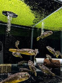 Fahaka Puffer