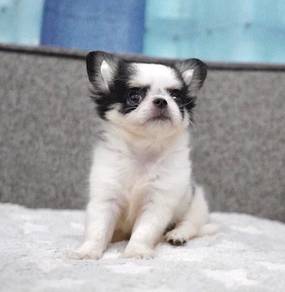 CHIHUAHUA PUPPIES 171🌷Head Apple Bonnie Dog Boy