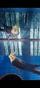 cockatiel 