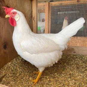 Ayam White Leghorn