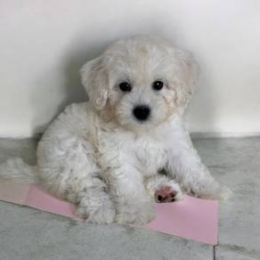 Bichon frise mka and chip puppy