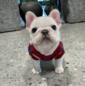 French Bulldog