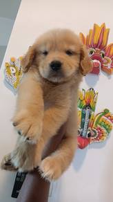 Golden retriever 