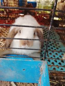 arnab HL 2 bulan