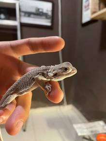 bd dragon hypo zero