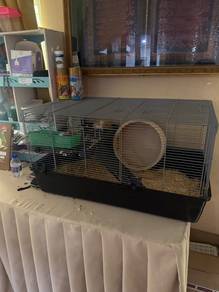 hamsters